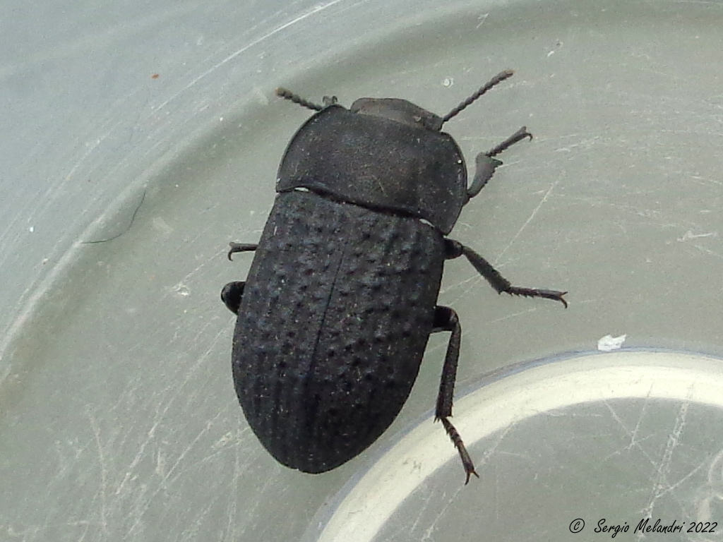 Tenebrionidae: Opatrum sabulosum sabulosum